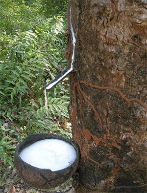 Sap from a rubber tree being collected in a bowl attached to the tree